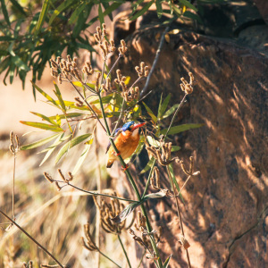 Animal-2-Malachite-Kingfisher