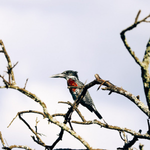 Aninimal-1-Giant-Kingfisher
