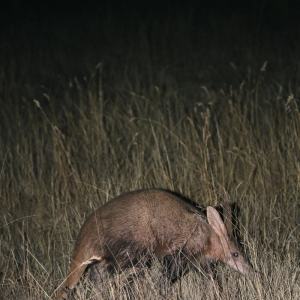 Dust-and-Dreams-Photography_Nambiti-Plains-Game-Lodge-Safari-6