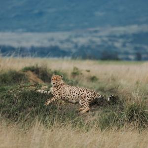 Wildlife