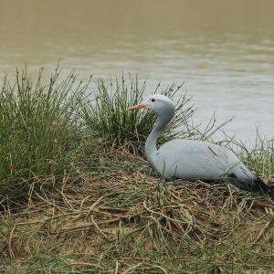 Nambiti-Plains-35