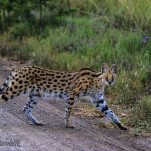 Serval-Photo-Jason-Swart