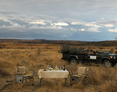 Wild vista
