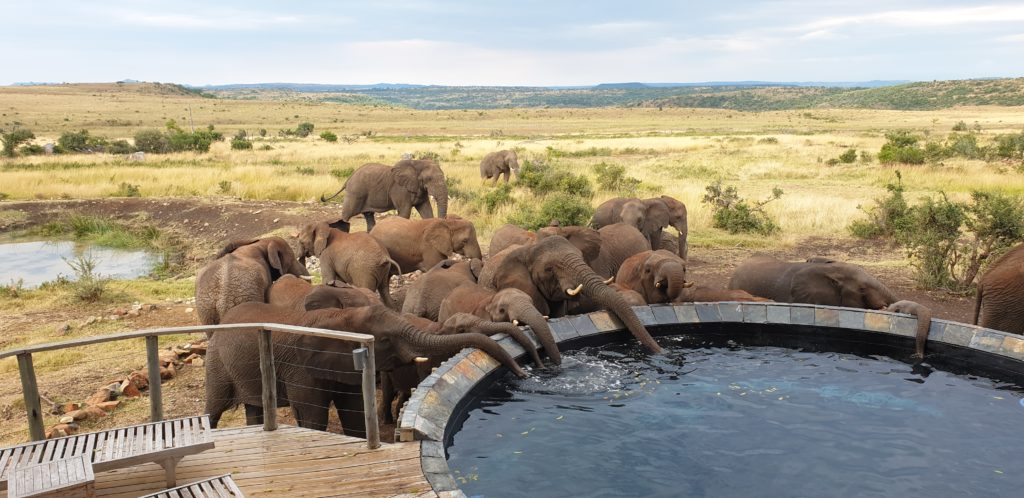 African elephant drinking at a our pool in Nambiti Private Game Reserve, captured during a guided morning safari.