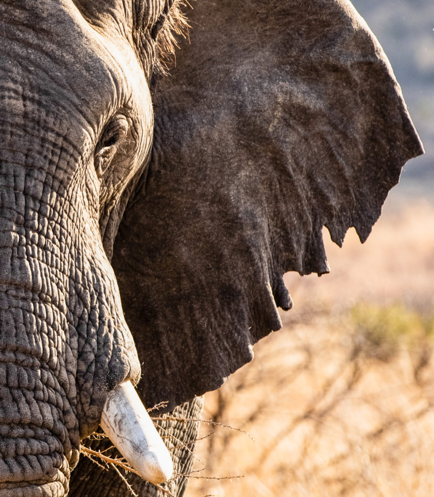 Majestic bull elephant with large tusks and textured skin photographed near Nambiti Plains in KwaZulu-Natal.