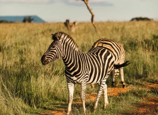 Nambiti-15-medium A plains zebra grazing peacefully in the open grasslands of Nambiti Private Game Reserve during a morning safari.